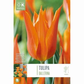 Tulip Lily Flowered Ballerina - 8 Bulbs